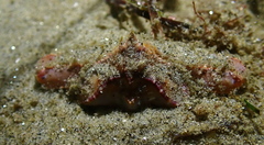 Latulambrus occidentalis