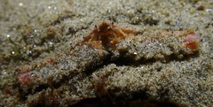 Latulambrus occidentalis