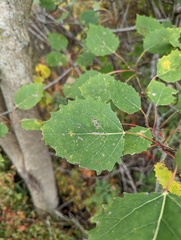 Populus grandidentata
