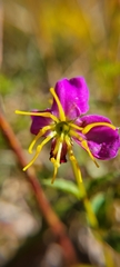 Rhexia virginica