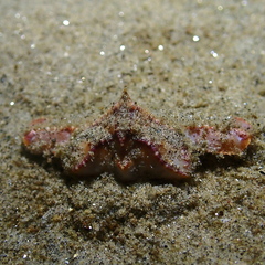 Latulambrus occidentalis