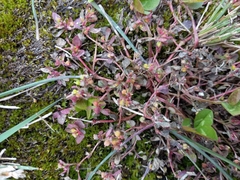 Euphorbia vermiculata