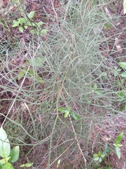 Lycopodium deuterodensum
