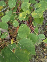 Populus grandidentata