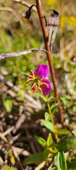 Rhexia virginica