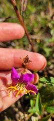Rhexia virginica