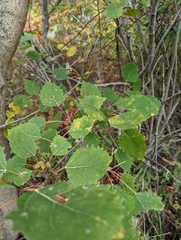 Populus grandidentata