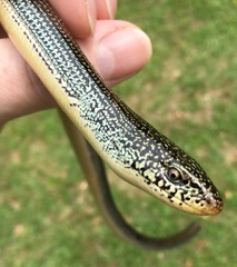 Ophisaurus ventralis