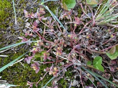 Euphorbia vermiculata