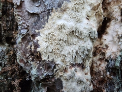 Radulomyces