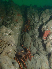 Panulirus interruptus