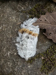 Megalopyge