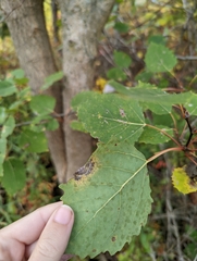 Populus grandidentata