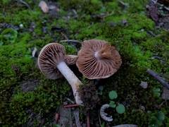 Hebeloma sacchariolens