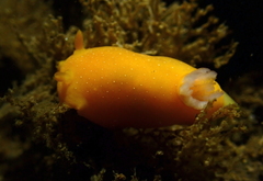 Baptodoris mimetica