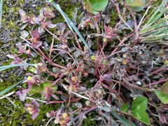 Euphorbia vermiculata
