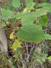 Populus grandidentata