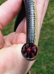 Ophisaurus ventralis