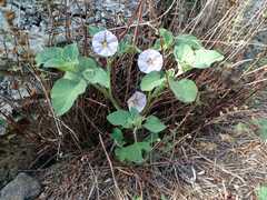 Lycianthes dejecta
