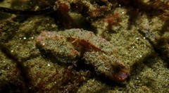 Latulambrus occidentalis