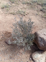 Coleogyne ramosissima