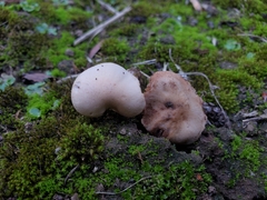 Hebeloma sacchariolens