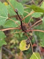 Populus grandidentata