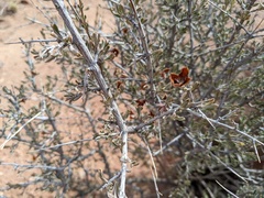 Coleogyne ramosissima
