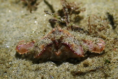 Latulambrus occidentalis