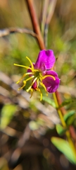Rhexia virginica