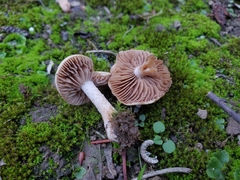 Hebeloma sacchariolens