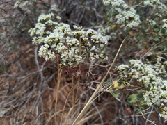 Eriogonum corymbosum