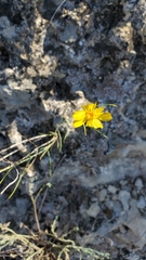 Acalymma trivittatum