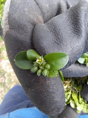 Polycarpon tetraphyllum