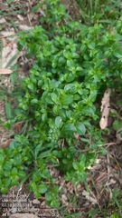 Polycarpon tetraphyllum