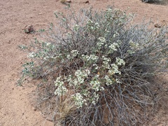 Eriogonum corymbosum