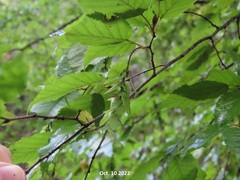 Carpinus laxiflora