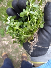 Polycarpon tetraphyllum