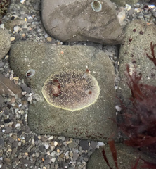 Acanthodoris nanaimoensis