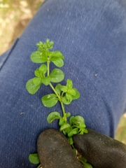 Polycarpon tetraphyllum