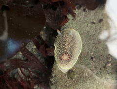 Acanthodoris nanaimoensis