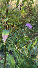 Cirsium altissimum