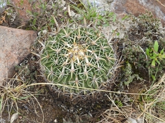 Echinofossulocactus crispatus