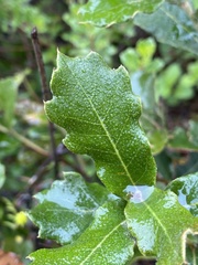 Quercus castanea