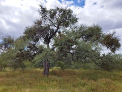 Prosopis laevigata