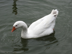 Anser anser domesticus × anser cygnoides domesticus