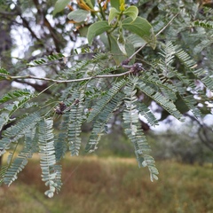 Prosopis laevigata