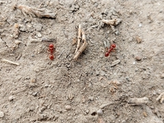 Pogonomyrmex barbatus