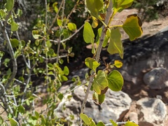 Fraxinus anomala