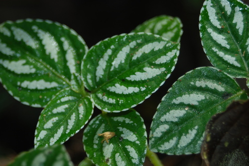 Image of Impatiens marianae by (c) Loren Cassin Sackett, some rights reserved (CC BY)
